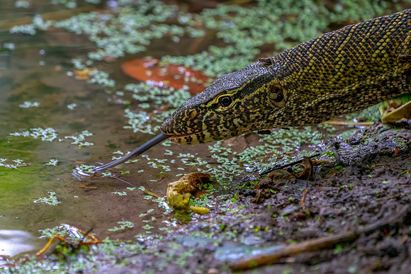 Monitor Lizard in The Gambia © Bob Riach
