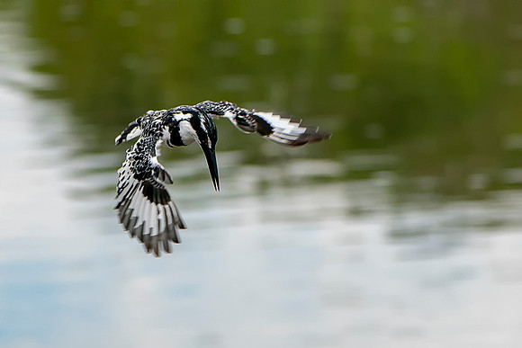 Pied Kingfisher in Fligh in The Gambia © Bob Riach