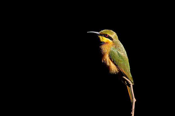 Little Bee-eater 2 © Jo Bird