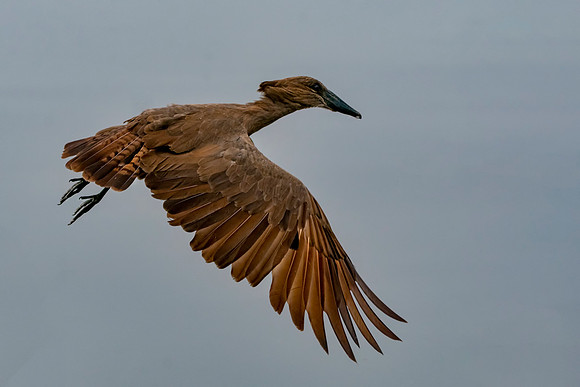 Hammerkop © Jo Bird