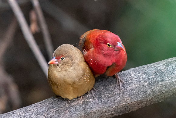 Two Firefinches © Jo Bird