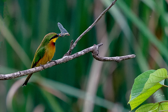 02 Bee-Eater s with bug in The Gambia © Jo Bird