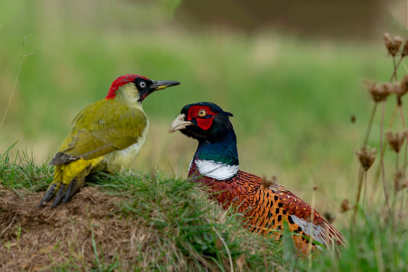 Woodpecker and the Pheasant © Jo Bird