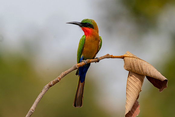 Red-throated Bee eater on leaves © Jo Bird