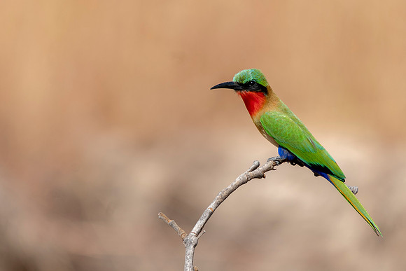 Red-throated bee-eater 6 © Jo Bird