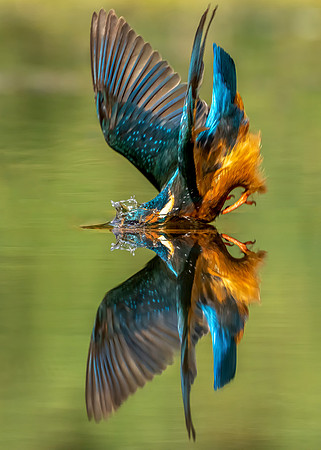 _DSC6573 Kingfisher © Jo BIrd