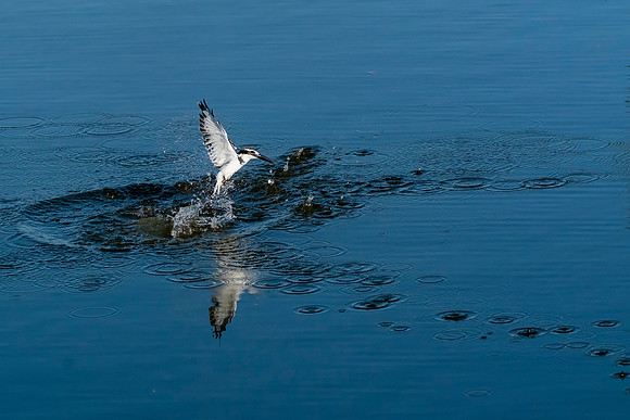 Pied Kingfisher Fisjhing in The Gambia  © Bob Riach