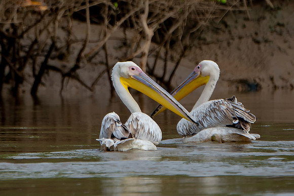 2 Pelican in The Gambia © Bob Riachjpg