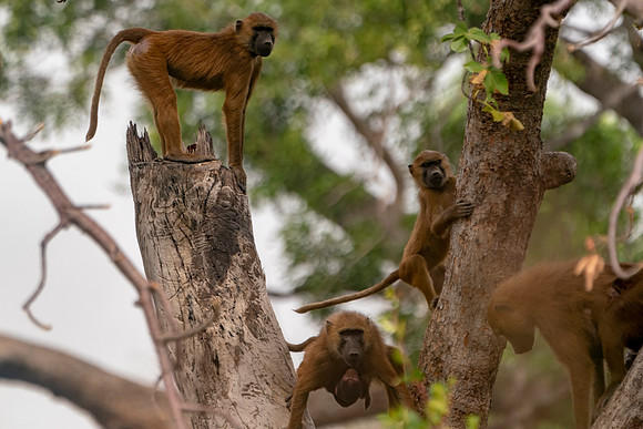 Baboons in The Gambia © Bob Riachjpg