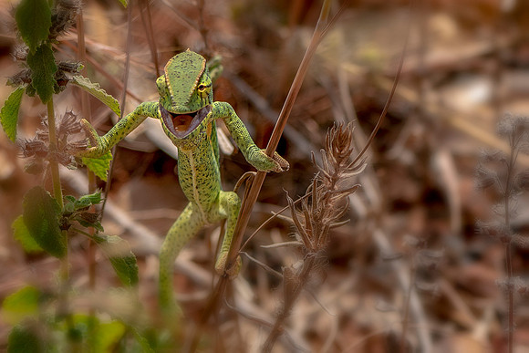 Why Hello Chameleon in The Gambia © Bob Riachjpg