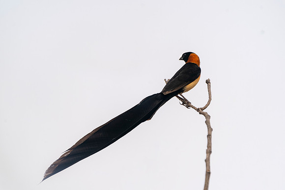 0 Long Tail in The Gambia © Bob Riachjpg