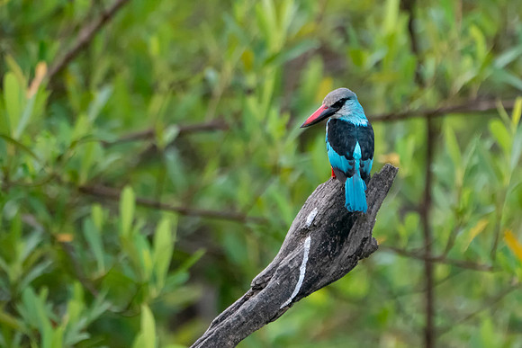 Blue Breasted Kingisher in The Gambia © Bob Riachjpg