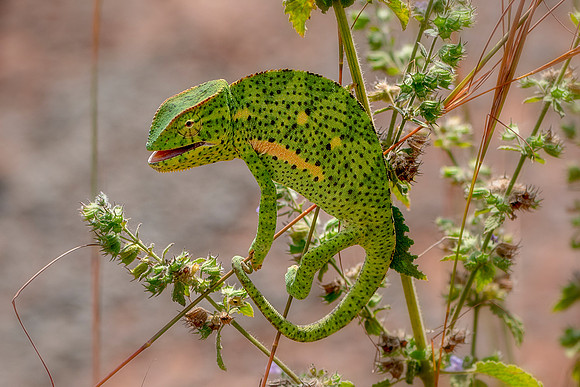 Chameleon in The Gambia © Bob Riachjpg