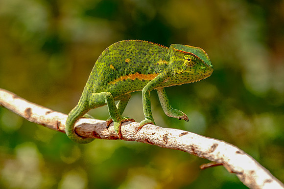 Chameleon on a branch in The Gambia © Bob Riachjpg