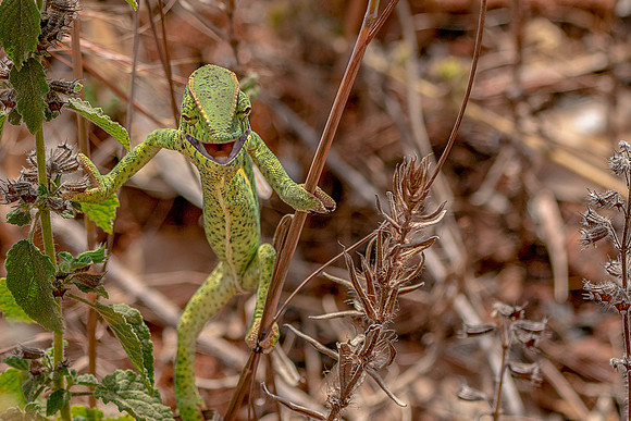 Chameleon Saying Hello  in The Gambia © Bob Riachjpg