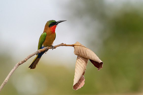 Red Throated Bee-eater on a branch in The Gambia © Bob Riach