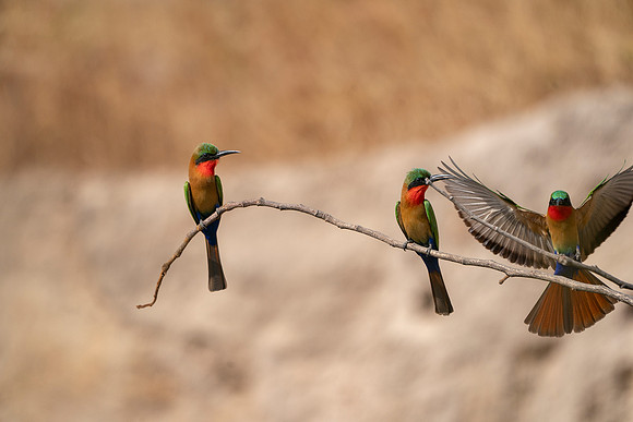 09 Three Red Throated Bee-eater in The Gambia © Bob Riach
