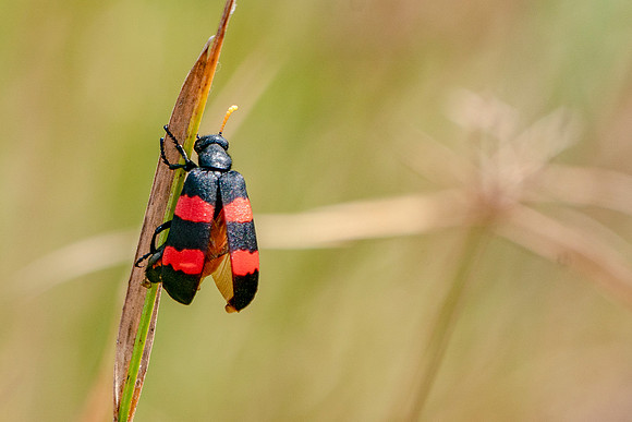Red blister beetle basking in the sun in The Gambia © Bob Riach