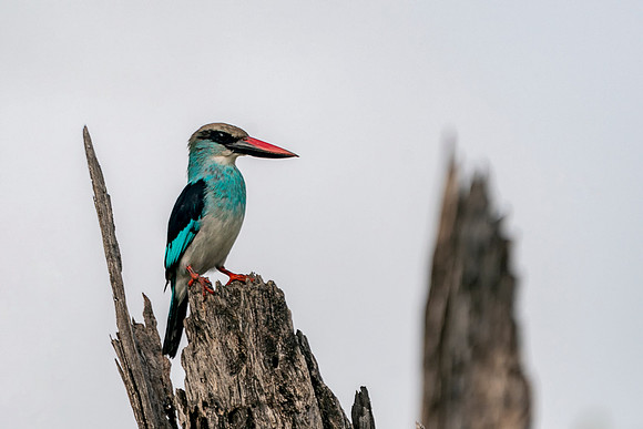 09 Blue Breasted Kingfisher in The Gambia © Bob Riachjpg