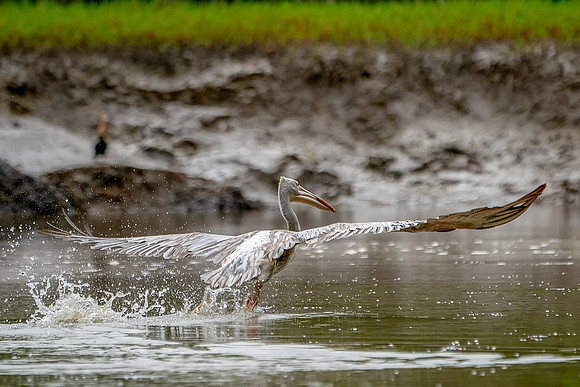 3 Pelican in The Gambia © Bob Riachjpg