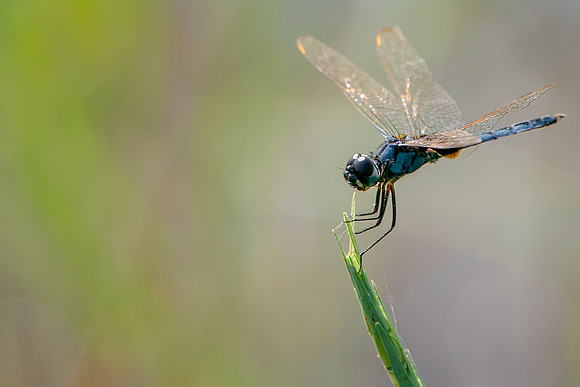 Blue Basker Dragonfly basking in the sun in The Gambia