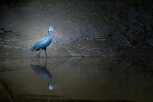 Blue Herron in The Gambia © Bob Riach