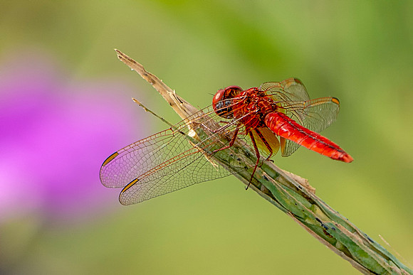 Broad or Common Scarlet Dragonfly basking in the sun in The Gambia © Bob Riach
