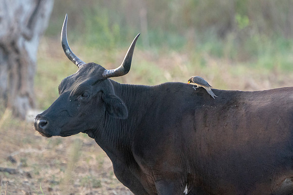 Cow in The Gambia © Bob Riach