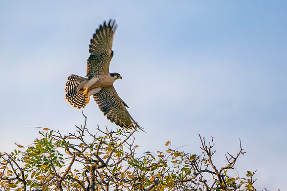 Falcon in The Gambia © Bob Riach