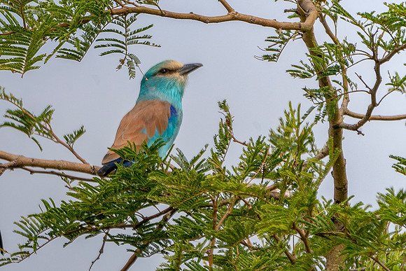 Eurasian Roller in The Gambia © Bob Riach