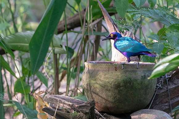 02 Glossy Starling in The Gambia © Bob Riach