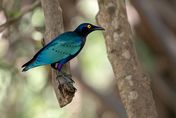 Glossy Starling in The Gambia © Bob Riach