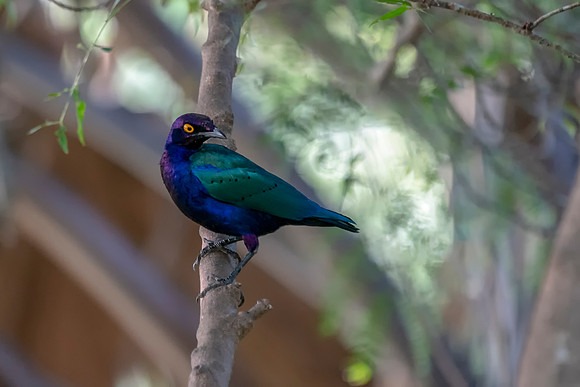 03 Glossy Starling in The Gambia © Bob Riach