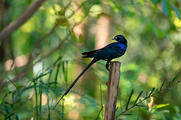 Long-tailed glossy starling in The Gambia © Bob Riach