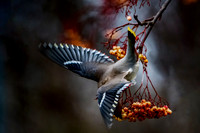 Animals & Birds