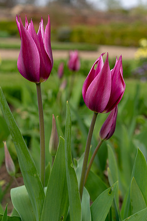 Tulip 1 © Jo Bird