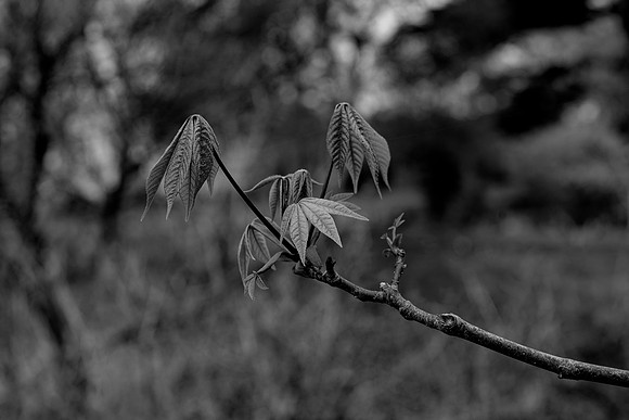 Maple Branch © Bob Riach