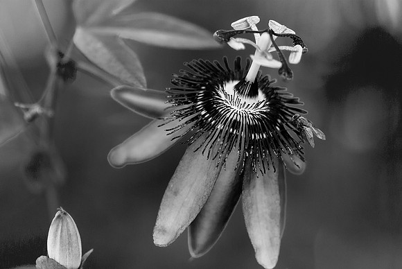 passion flowerand fly b&w