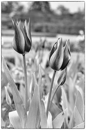 Tulips b&w @ Jo Bird