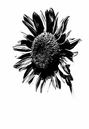 sunflower b&w © Jo Bird