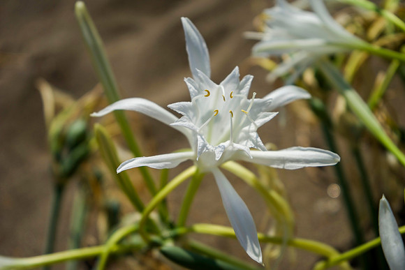 sea daffodils