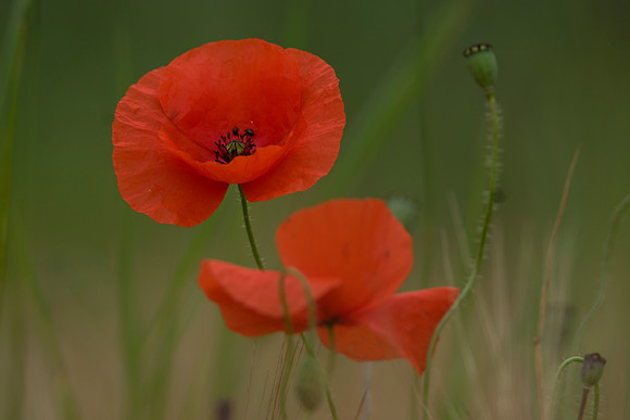 poppy1