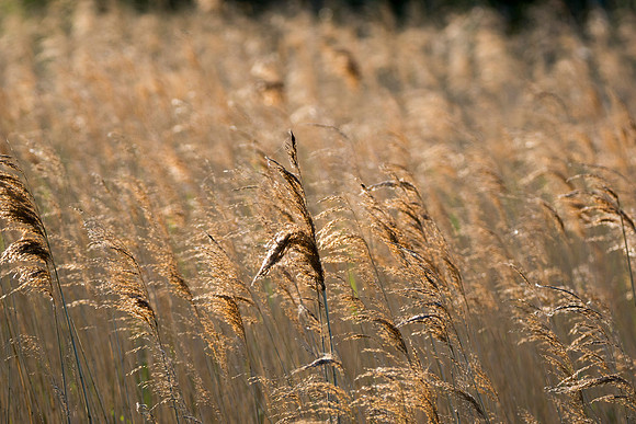 grasses