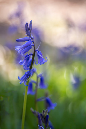 bluebell 16 taken by jo bird