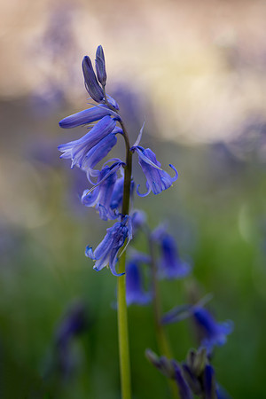 bluebell 15 taken by jo bird