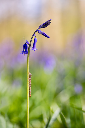 bluebell 13 taken by jo bird