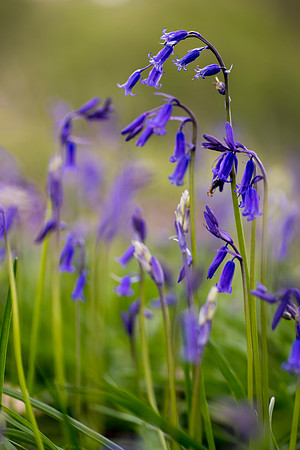 bluebell 12 taken by jo bird