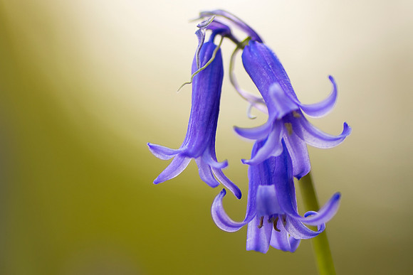 bluebell 11 taken by jo bird