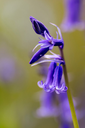 bluebell 10 taken by jo bird