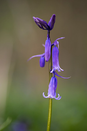 bluebell 8 taken by jo bird